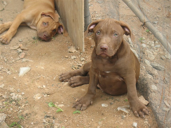 比特犬行情，高科技犬界新星引領(lǐng)智能生活新體驗(yàn)